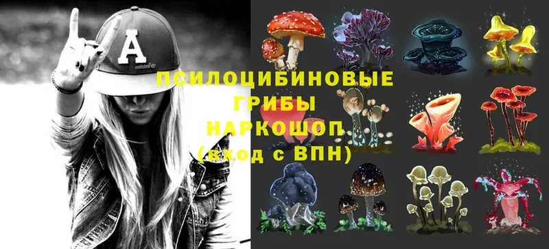 Псилоцибиновые грибы Cubensis  закладка  Губкинский 